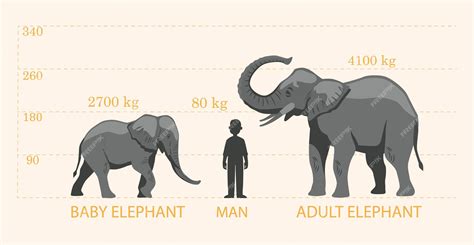are elephants similar to humans